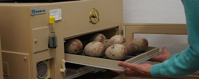 Ижевский зоопарк передал яйца японских журавлей Хинганскому заповеднику из Амурской области